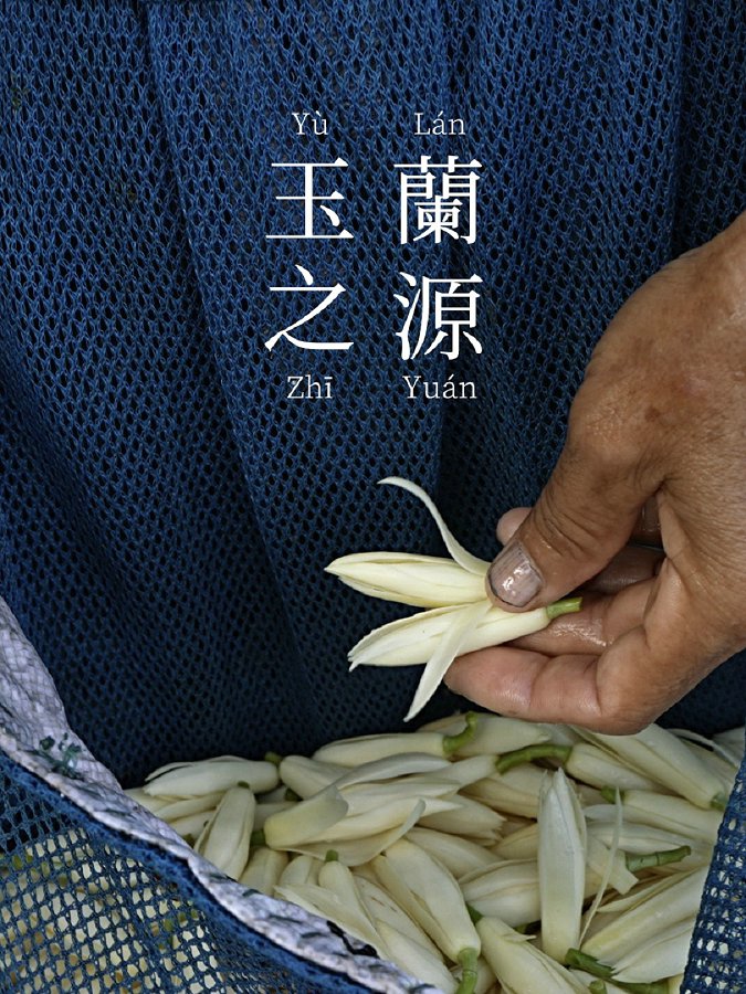 玉兰之源.jpg